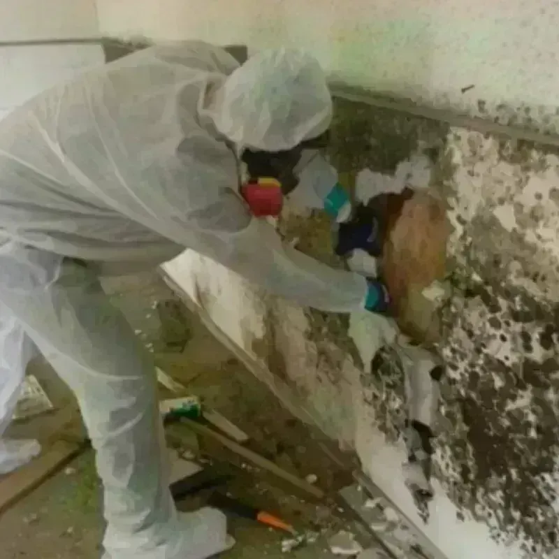 Mold Remediation and Removal in Big Lake, TX